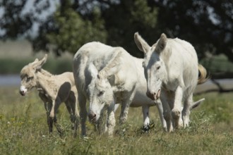 White donkey (Equus asinus asinus)