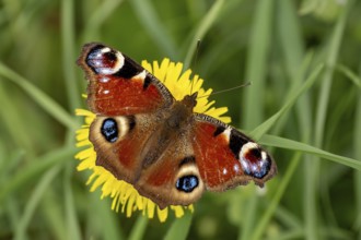 Butterfly Aglais on yellow dandelion flower
