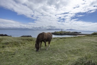 Brown horse grazing on a green meadow by the sea with Twr Mawr Lighthouse in the background, Ynys