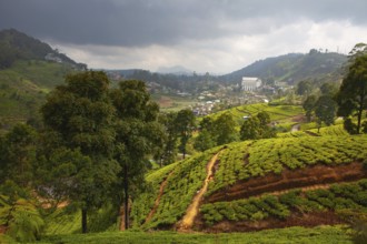 Nuwara Eliya tea plantation in Sri Lanka. Nuwara Eliya is the most important place for tea