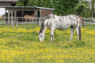 Horse in a green pasture filled with yellow buttercups. Bas-Rhin, Collectivite europeenne d'Alsace,