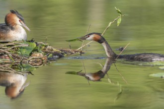 Great Crested Grebe (Podiceps cristatus) brooding their nest on a river. Bas-Rhin, Collectivite