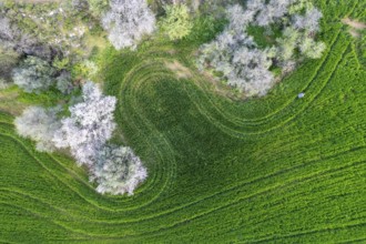 Drone aerial view of green meadow agriculture field and blooming almond tree. Spring season outdoor