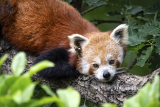 Red panda (Ailurus fulgens) on the tree. Cute panda bear in forest habitat