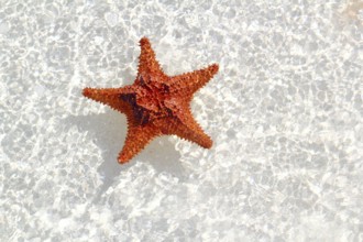 Beautiful starfish orange in wavy shallow water