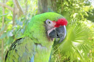 Ara Militaris Military Macaw Green parrot South and Central america