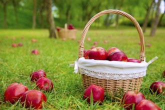 Apples in basket on a grass trees field in red color
