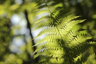 Close-up of fern in the forest on a sunny spring morning