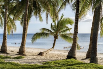 Small palm tree on the beach in siquijor philippines