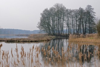 Serene landscape showcasing a tranquil lake reflecting bare trees and dry reeds in the foreground,