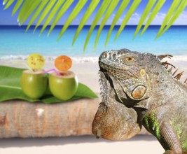 Mexico iguana in coconut Caribbean beach tropical turquoiuse sea