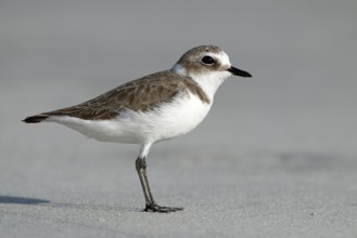 Mongolian Plover, Charadrius mongolus, Oman, Asia
