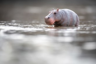 An image of a toy hippopotamus in the water
