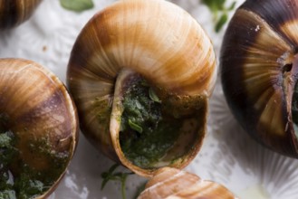Escargot platter, delicious french delicatessen