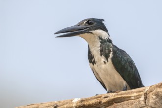 Green Kingfisher (Chloroceryle americana), Pantanal, inland, wetland, UNESCO Biosphere Reserve,