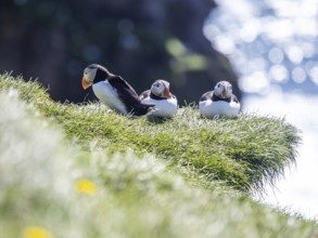 Puffin (Fratercula arctica) on a rocky cliff, Heimaey Island, Westman Islands, Iceland, Europe