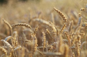 Impressions at the cornfield