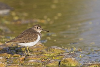 Common sandpiper, sandpiper (Actitis hypoleuco), biotope, habitat, foraging
