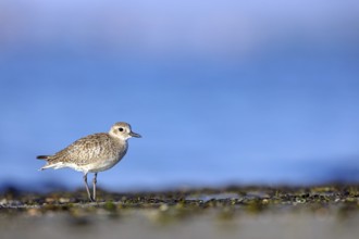 Little Ringed Plover, (Pluvialis squatarola), animal, animals, bird, birds, biotope, habitat,