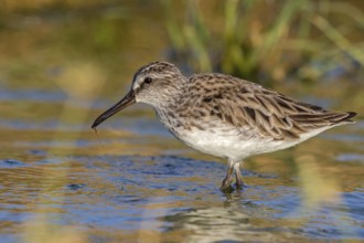 Marsh Sandpiper, (Calidris falcinellus), (Limicola falcinellus), animals, birds, wading bird from
