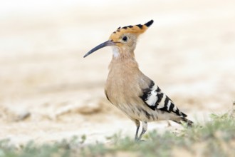 Hoopoe, (Upupa epops), biotope, habitat, foraging, sideways, animals, birds, Israel, Asia