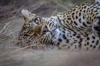 Close up of a female Leopard laying in the grass in the Kruger National Park, South Africa, Africa