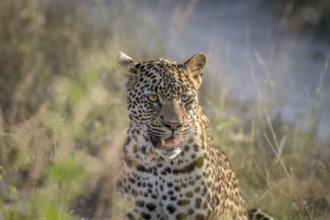 Young Leopard sitting and starring in the Kruger National Park, South Africa, Africa