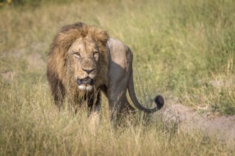 A male Lion walking in the grass in the Chobe National Park, Botswana, Africa