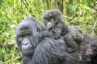 Baby Mountain gorilla sitting on the back of his mother in the Virunga National Park, Democratic