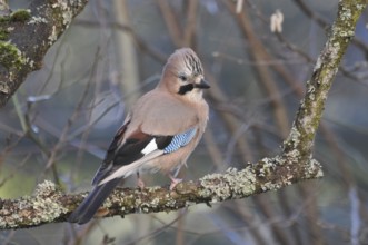 Eurasian jay (Garrulus glandarius)