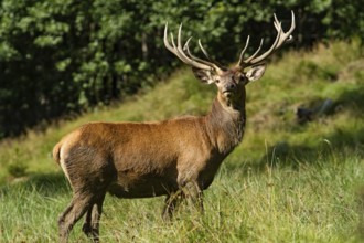 Red deer (Cervus elaphus)