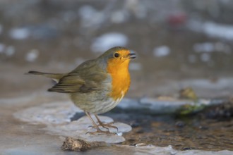 Robin - drinking at the ice hole (Erithacus rubecula)