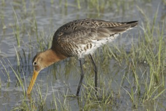 Black-tailed godwit (Limosa limosa)