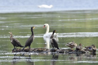 Cormorant (Phalacrocorax carbo)
