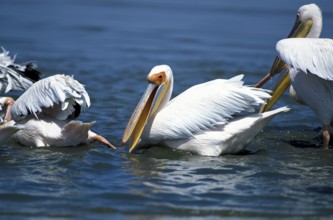 Pink pelican (Pelecanus onocrotalus)