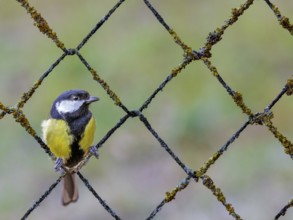 Great tit (Parus major) sitting in a rusty wire mesh fence covered with lichen, Rhine floodplain,