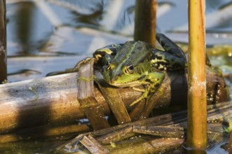 Close-up of a single water frog between reeds at sunset
