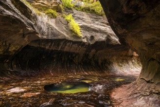 Magnificent Subway gorge landmark in the Zion National Park in Utah, USA, North America