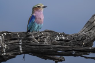 Fork-tailed Roller (Coracias caudata), Moremi Game Reserve, Okavango Delta, Maun, Botswana, Africa