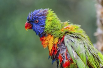Allcolour lorikeet