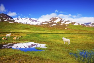 Summer Iceland. White Icelandic sheep grazing in the meadow. Small lake surrounded by green meadow