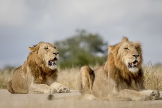 Two young male Lion brothers in the Kruger National Park, South Africa, Africa
