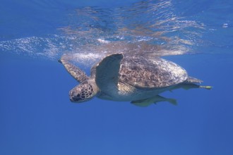 Green turtle (Chelonia mydas)