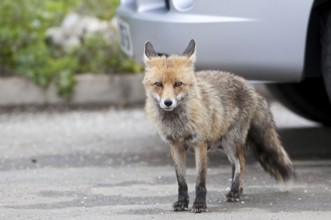 Red fox (Vulpes vulpes)
