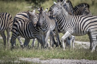 Three Zebras bonding in the Chobe National Park, Botswana, Africa