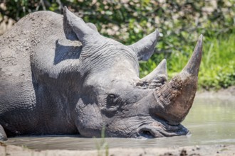 White rhino sleeping in the water in the Kruger National Park, South Africa, Africa