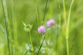 Red meadow clover (Trifolium pratense), Leoben, Styria, Austria, Europe