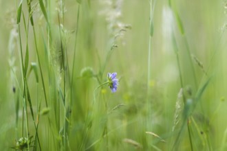 Field widow flower (Knautia arvensis), Leoben, Styria, Austria, Europe