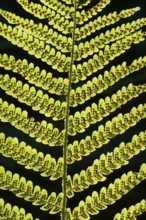 Details of a fern leaf against a dark background