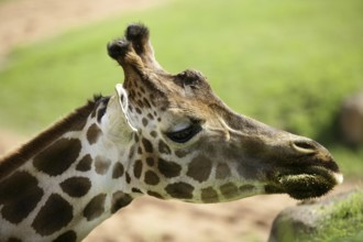 Girafe from Africa, detail of head eating green grass